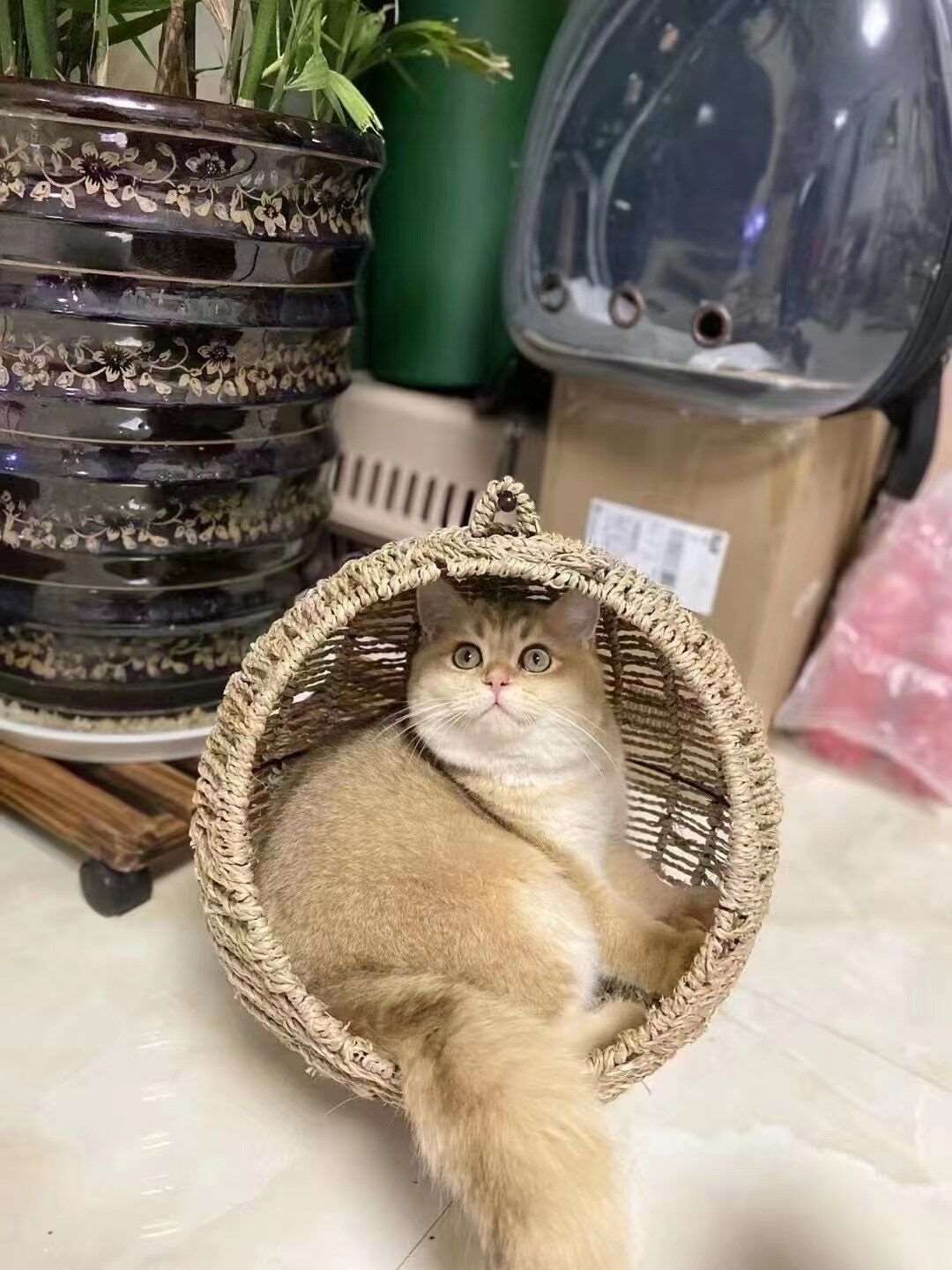 Hammock Cat Bed