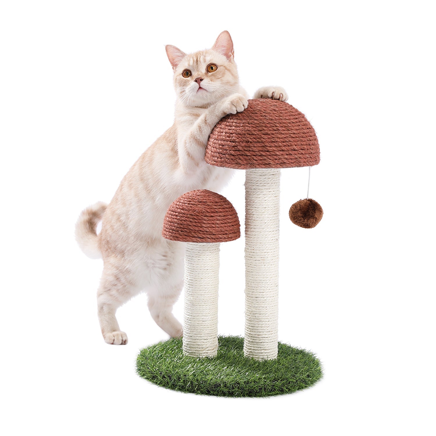 Cat Scratching Post Mushroom