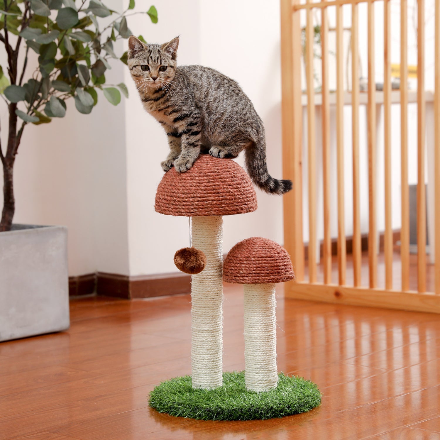 Cat Scratching Post Mushroom